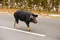 france corse 22